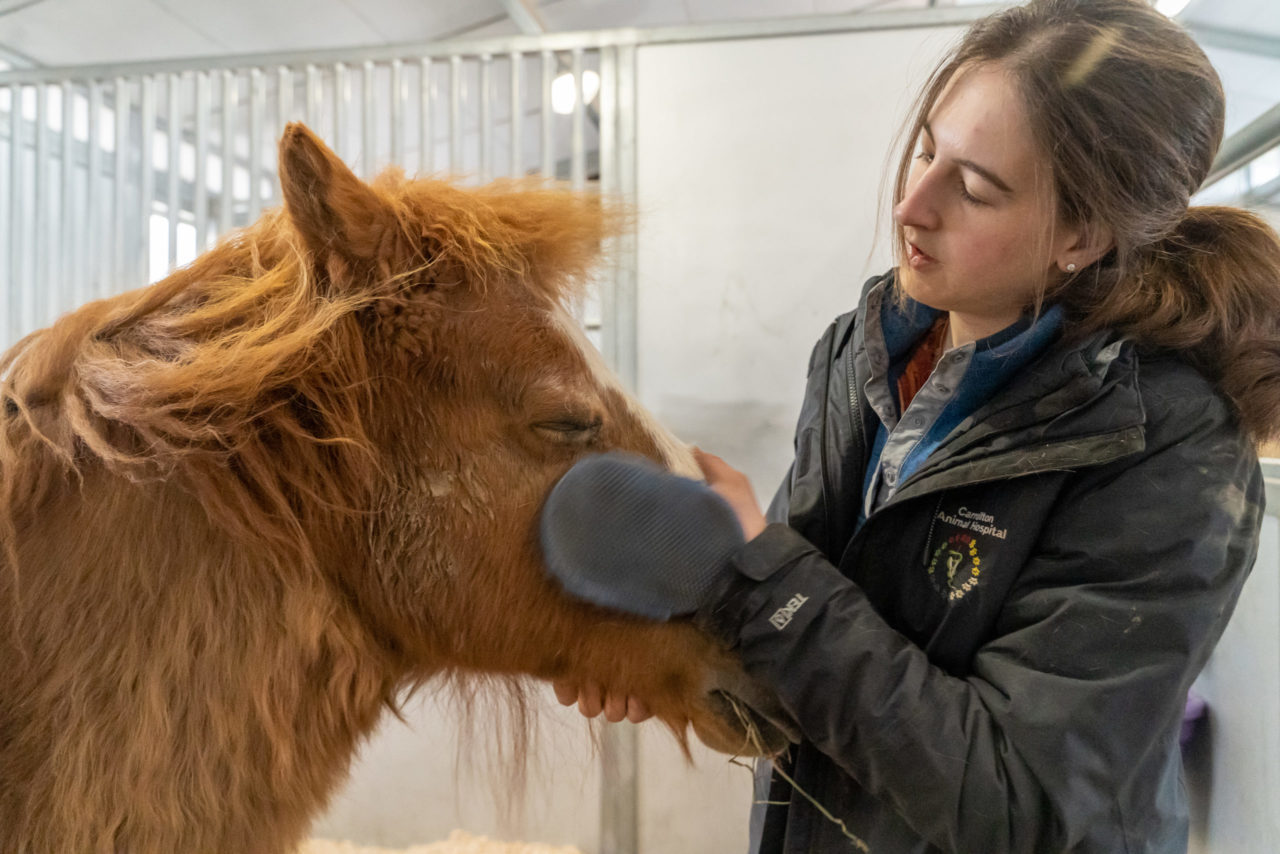 Nicole petting horse on face